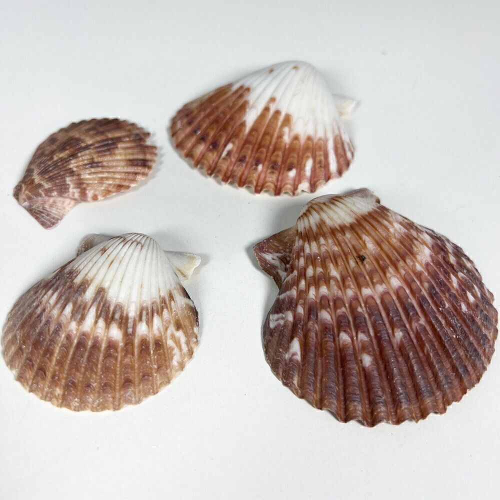 Lot of 4 Seashells Clam Shell Medium 2”- 3” Ocean Theme Home Decor